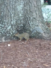 Sciurus carolinensis