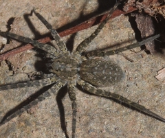 Pardosa