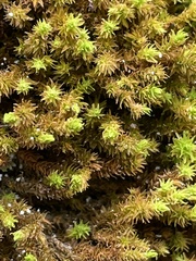 Anomodon viticulosus