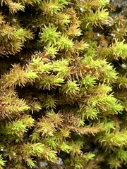 Anomodon viticulosus