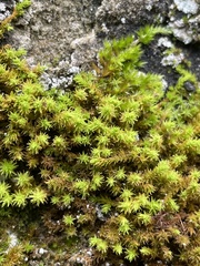 Anomodon viticulosus