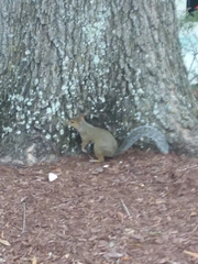 Sciurus carolinensis