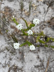 Pseudoselago gracilis