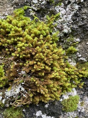 Anomodon viticulosus