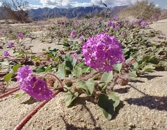 Abronia villosa villosa