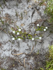 Pseudoselago gracilis
