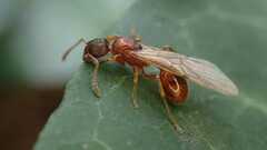 Myrmica