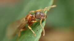 Myrmica