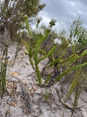 Pseudoselago gracilis