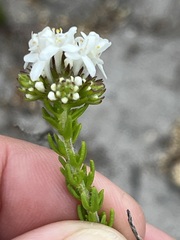 Pseudoselago gracilis