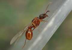 Myrmica