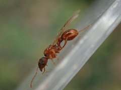 Myrmica