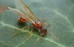 Myrmica