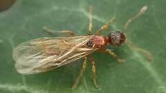 Myrmica