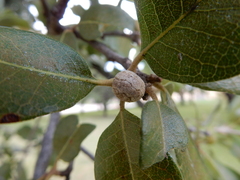 Allokermes cueroensis