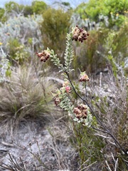 Hermannia trifoliata