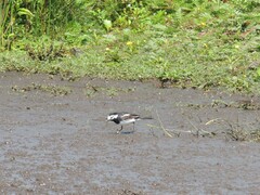 Motacilla alba yarrellii