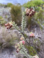 Hermannia trifoliata