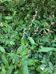 Persicaria posumbu