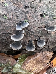 Resupinatus alboniger