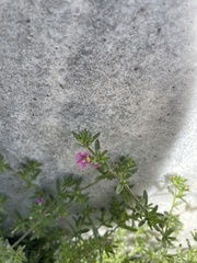 Calibrachoa
