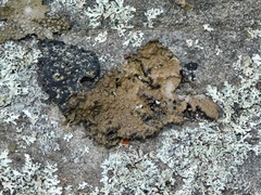 Lasallia pensylvanica