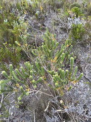 Struthiola argentea