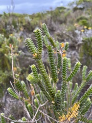 Struthiola argentea