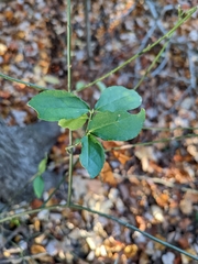 Euonymus americanus