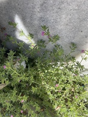 Calibrachoa