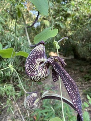 Aristolochia ringens