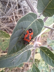 Lygaeus reclivatus
