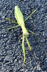 Tenodera