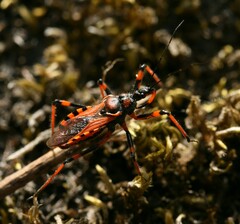 Rhynocoris