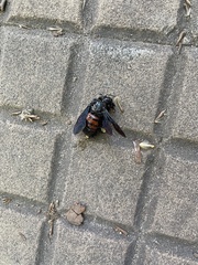 Xylocopa frontalis