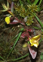 Ludwigia repens