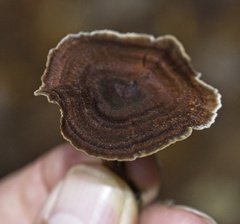 Coltricia cinnamomea
