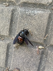 Xylocopa frontalis