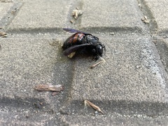 Xylocopa frontalis