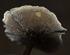 Coltricia cinnamomea