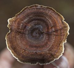 Coltricia cinnamomea