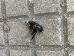 Xylocopa frontalis