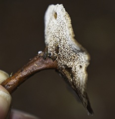 Coltricia cinnamomea