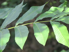 Carya aquatica