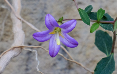 Campanula akhdarensis