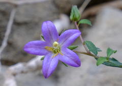 Campanula akhdarensis