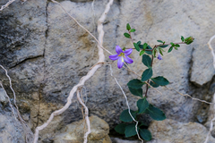 Campanula akhdarensis