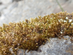 Brachythecium rivulare