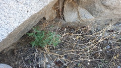 Lyrocarpa coulteri