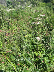 Sanguisorba tenuifolia